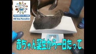 【アシカ】赤ちゃん誕生から一日たって（伊勢シーパラダイス／水族館）