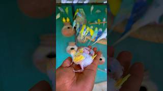 Budgies parrot || ￼ Australian Parrot : Love Birds || budgies colony breeding ￼￼￼😍