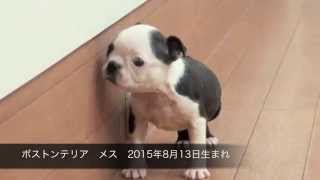 ボストンテリア  メス  2015年8月13日生まれ