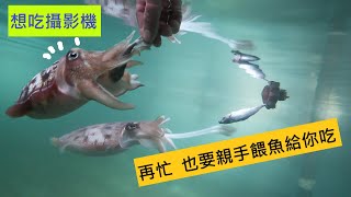 【阿坤的水族遊樂園】阿坤的忙碌日常鵝寶 海科館 黑毛 狗鯊 大花枝