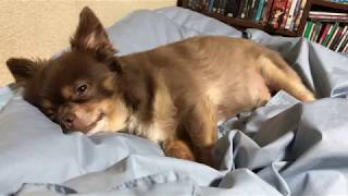 可愛い寝顔のチワワです【sleepingChihuahua１２】