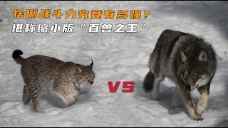 连狼都惧怕三分的猞猁，究竟有多恐怖？能堪称缩小版百兽之王？