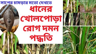 ধানের খোলপোড়া রোগ দমন পদ্ধতি ।। ধানের খোল পচা