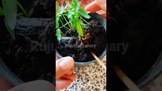 Small Chilli Plant #ytshorts #reels #chilli #plants