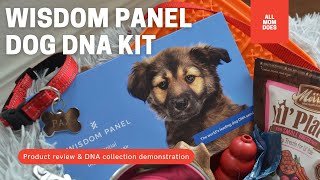 Wisdom Panel Dog DNA Test - Sample Collection, Review, \u0026 Results!