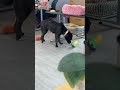 Lucky Dog Animal Rescue's Scrappy Loves Toys