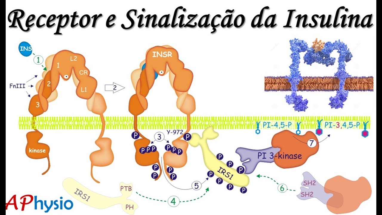 Insulina - Receptor E Vias De Sinalização - YouTube