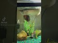 Silver Arowana Grow Out Tank #shorts