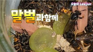 말벌과함께! 말벌사육해서 먹이습성 알아보기