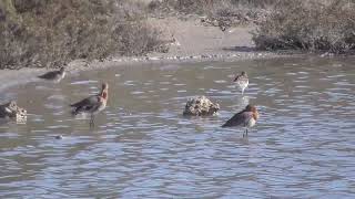 Ruff, Combattente (Philomachus pugnax) Black-tailed Godwits, Pittima reale (Limosa limosa)