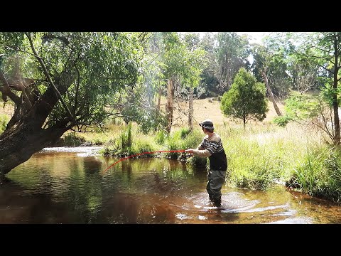 Is there rainbow trout in the Murray River?