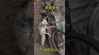 狗狗开心玩耍自行车轮胎🚲happy🐶#cut#funny#dog#cutdog#funnyshorts #dogdaily #cutebaby #happylife #shortsshorts