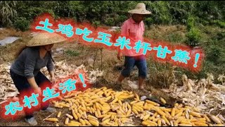 Corn ripens in the mountains during the harvest season in rural China and is fed to local chickens