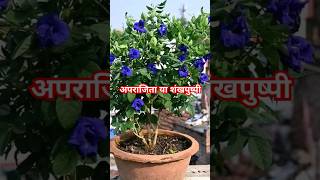 अपराजिता या शंखपुष्पी की करें ऐसे देखभाल आएंगे 12 महीने फुल #aprajita #gardeningtips #plants #shots