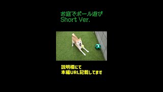 庭でボール遊び　ShortVer.　#shorts