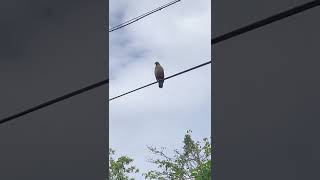 【スマホで野鳥撮影】電線で休憩中のカンムリワシ Crested serpent eagle