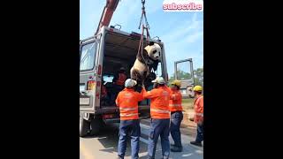 panda rescue team | injured panda crying | Rescuing an Injured Panda