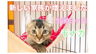 新しい家族が増えました🐈先住犬、先住猫の反応は…!?