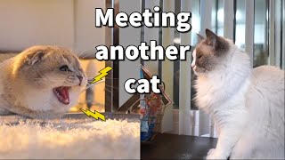 Scottish Fold kitten meets a 5 yrs old Ragdoll cat first time | cute kitten hissing another cat