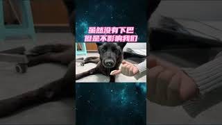 至少以后有我们在身边 #被遗弃的狗#牧羊犬 #救助流浪狗