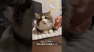 マッサージで笑顔になるマンチカン猫　#猫 #cat #マンチカン #munchkin  #猫動画