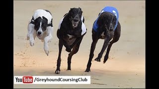 82 chak race 2018 #2 |  greyhound race in Pakistan | greyhound race 2018