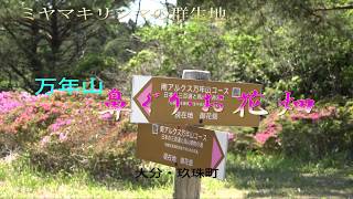 ミヤマキリシマの群生地　万年山 鼻ぐり・お花畑