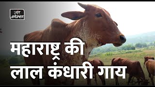 Maharashtra की लाल कंधारी गाय की खूबियां || Red Kandhari Cow of Kandhar Maharashtra