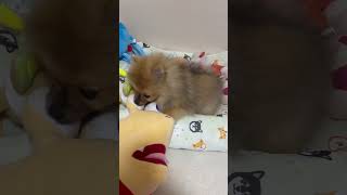 ぬいぐるみが好きなたぬき #たぬき #ペット #ポメラニアン #犬 #dog #動物 #わんちゃん #youtubeshorts #tiktok #shorts