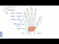 관절_01_hand joint 에 대해서 알아보자. 해부학 8 1