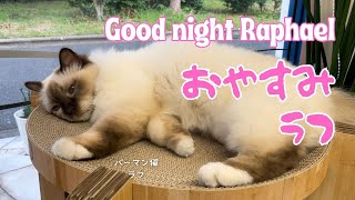 バーマン猫ラフ【おやすみラフ】Good night Raphael（バーマン猫）Birman/Cat