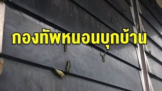 ชาวบ้านผวา กองทัพหนอนนับหมื่นตัว กินต้นไม้ใบโกร๋น บุกบ้านยั้วเยี้ย