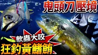 【 ★軟蟲路亞狂釣黃鰭鮪★神祕海域鬼頭刀壓境】如何區分巴鰹(三點仔)正鰹(煙仔)齒鰆(煙仔虎)