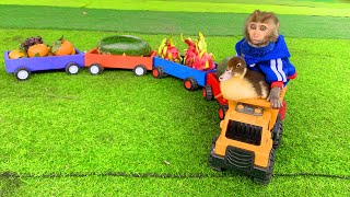 Monkey Baby BoBo takes ducklings to pick fruits at the farm