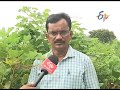 heavy rain damage on crops protection measures అధిక వర్షాలు వరి ప్రత్తి మిరపపంటల్లో జాగ్రత్తలు