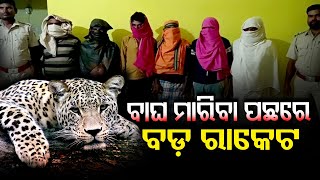 ବାଘ ମାରିବା ପଛରେ ବଡ଼ ରାକେଟ  | Odisha Reporter