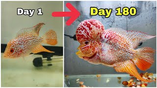 Flowerhorn growth update | GB cencu | தமிழ்