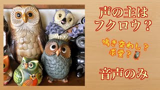 【音声のみ】たまに聞こえてくるフクロウらしき鳴き声