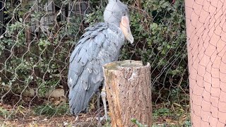 サーナ、アサンテのようすです。【2023年2月14日】【上野動物園】ハシビロコウ