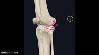 Gaining knee bend by mobilizing shin bone and knee cap