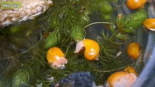 Guppy fish | No sickness after today | reproduction | disease | birth | basin | fry