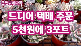 #다육이#택배가능#다수야농원#큰언니네다육  드디어 5천원 3포트 택배 가능