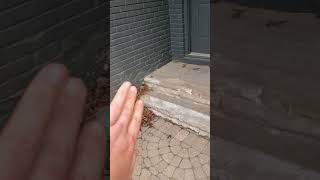 How to spot and maintain spalled brick