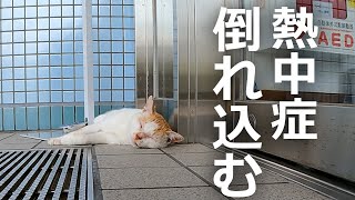 入口で倒れている野良猫がいた!急いで駆け寄ってみると