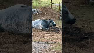 Bonnie’s baby cow needs a name!! #calf #cow #cowcalf