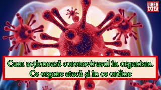 Cum acționează coronavirusul în organism. Ce organe atacă și în ce ordine