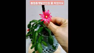 2월중순인데 벌써 봄원종게발선인장 꽃이 피었습니다 #봄원종게발선인장 #게발선인장 #다육식물#취미생활#유행하는노래#나루토#하이디로