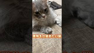 #ラパーマ #穏やかなミンミン #猫