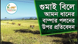 গুমাই বিলে আমনের বাম্পার ফলন | Gumai Bil | Aminul Ahsan Rubayat | Channel Krishi.