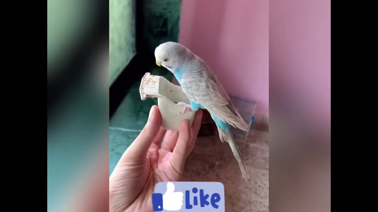 How To Tame A Budgie - YouTube